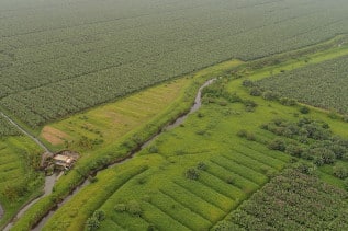 AGROPECUARIOS